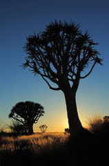 Fototapeta na wymiar Silhouette of quiver trees (Aloe dichotoma) at sunrise, Namibia, southern Africa.