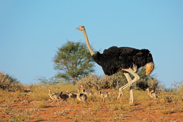 Male ostrich (Struthio camelus) with chicks, Kalahari desert, South Africa.
