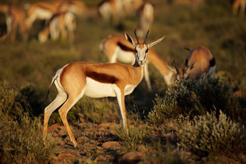 Springbok antelopes (Antidorcas marsupialis) in natural habitat, South Africa.