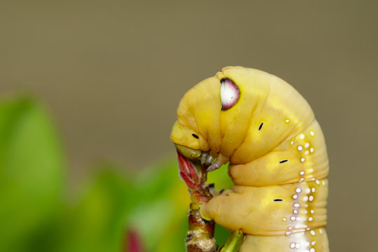 Image of Caterpillar Oleander Hawk-moth (Daphnis nerii) on nature background. Insect Animal