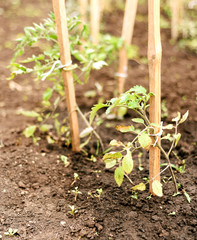 Windblown Tomato Plants
