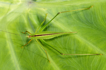 Image of grasshopper (Small Green Leaf Katydid.,Orthelimaea leeuwenii) on green leaves. Insect Animal