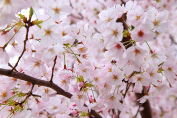Beautiful cherry blossoms in spring time