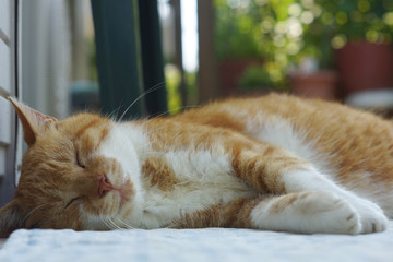 眠る茶猫