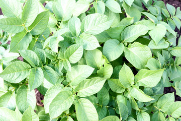 Potato Plant from Overhead