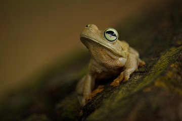 Colombia Frog 