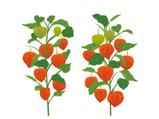 ほおずき　ベクターイラスト