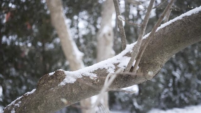 Snow falling on branch