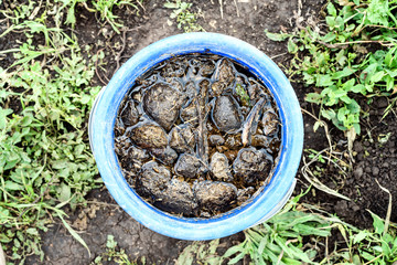 Horse Manure Tea Compost