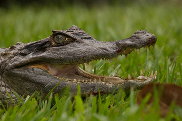 Spectacled Caiman Colombia