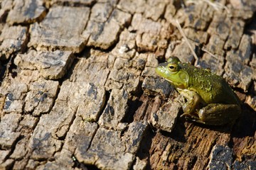 Green Frog