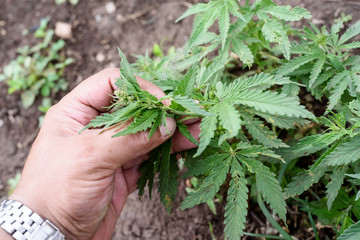Naklejka na ściany i meble Male Hand Inspecting Cannabis Plant