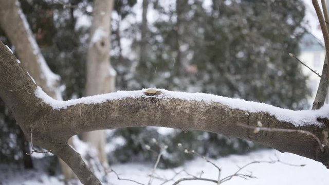 Fast snow flurries behind tree branch