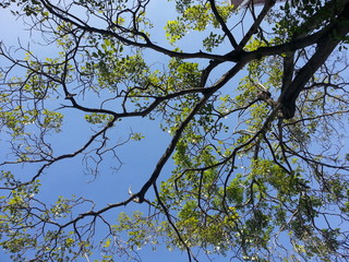 Arboles Verdes 0002