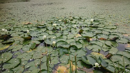 池に咲く睡蓮