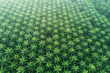 Arial view of palm plantation at east asia