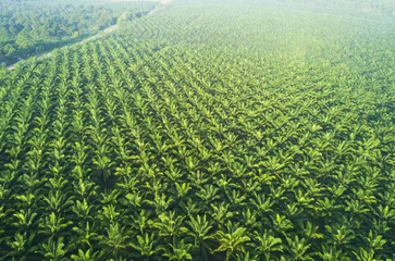 Naadloos Behang Airtex Palmboom Arial view of palm plantation at east asia