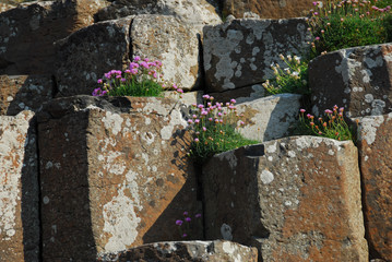 Pink flowers at Giant's Causeway - 163516630