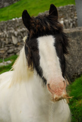 Fototapeta na wymiar Aran Island Horse with Mustache