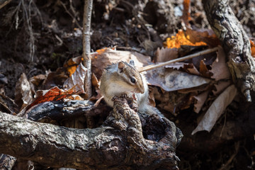 Squirrel in the primeval forest