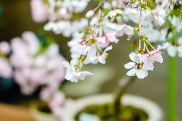 beautiful blooming pink sakura flowers are in front of soft natural background under blue sky, Japan.