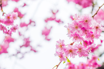 beautiful blooming pink sakura flowers are in front of soft natural background under blue sky, Japan.