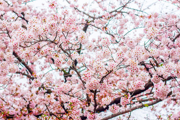 beautiful blooming pink sakura flowers are in front of soft natural background under blue sky, Japan.