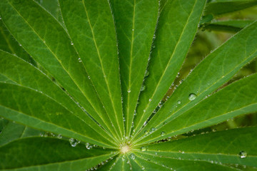 Obraz na płótnie Canvas Leaf with raindrop
