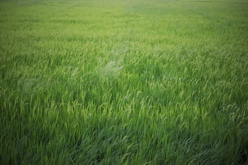 Green rice field