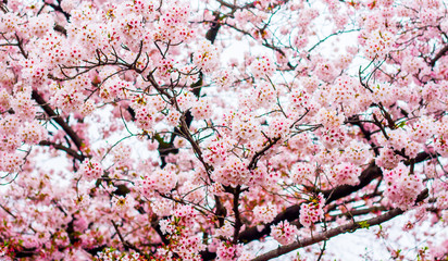 beautiful blooming pink sakura flowers are in front of soft natural background under blue sky, Japan.
