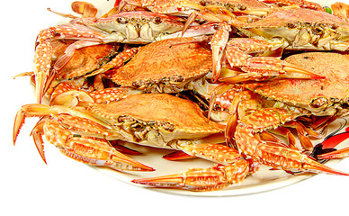 Crabs.Hot Steamed Crabs on a plate isolated on white background,Serrated mud crab,seafood