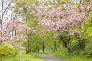 Cherry blossoms in Daio wasabi farm,Azumino