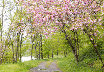 Obraz premium Cherry blossoms in Daio wasabi farm,Azumino