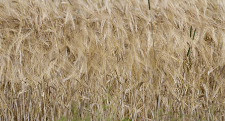whey close up background