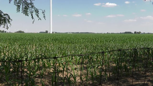 Wind Turbine in a Cornfield