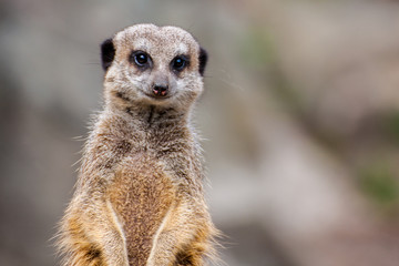 Meerkat or the Suricata