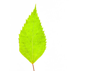 Fototapeta premium Green leaves with isolated white background for medical conceptual and text adding commercial