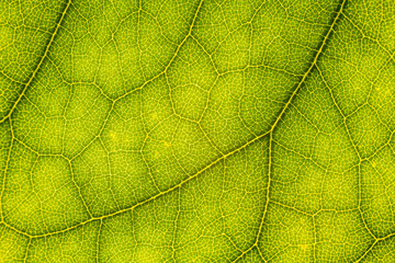 Blur green leaf texture for background indicating love for mother nature and pollution free