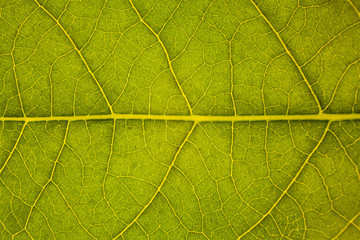 Fototapeta na wymiar Blur green leaf texture for background indicating love for mother nature and pollution free