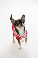Chihuahua on the White background