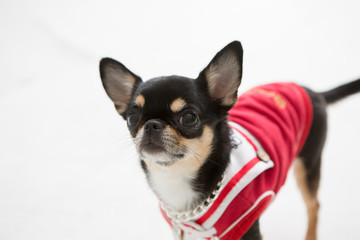 Chihuahua on the White background