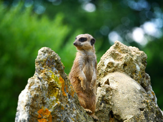 Suricate