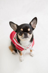 Chihuahua on the White background