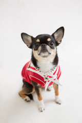 Chihuahua on the White background