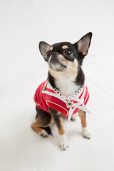 Chihuahua on the White background