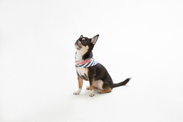 Chihuahua on the White background
