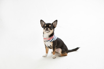 Chihuahua on the White background