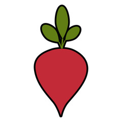 Delicious radish vegetable icon vector illustration graphic design