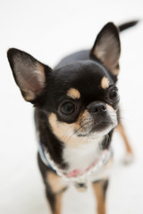 Chihuahua on the White background