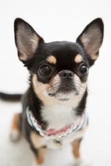 Chihuahua on the White background